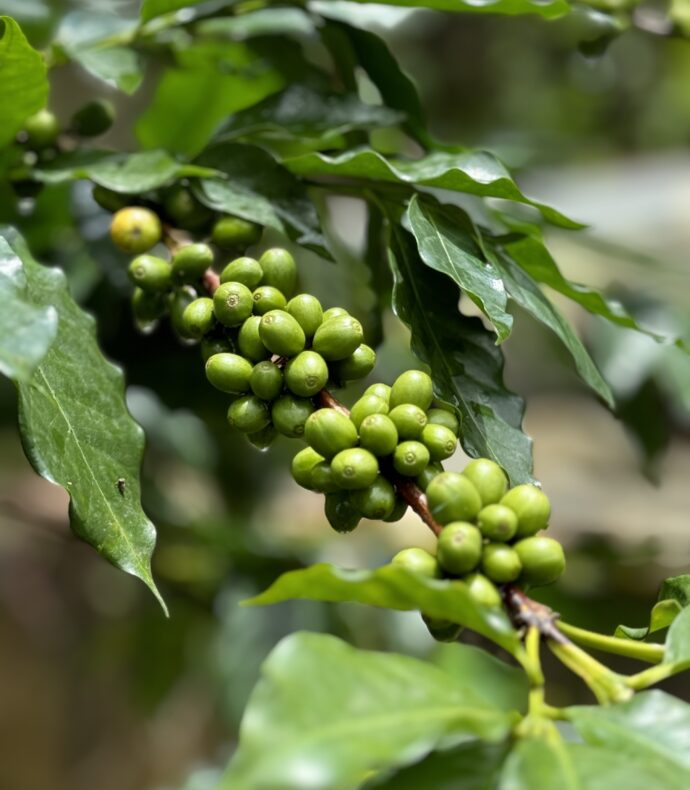 Bekijk deze foto op Lanka Coffee